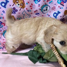 Cavachons from Lindy’s Cavachons