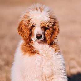 Henry - Bernedoodle