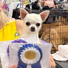Harvey - Chihuahua