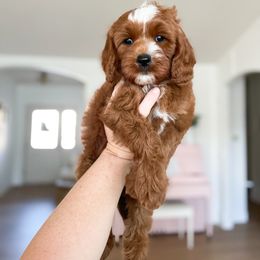 Bernedoodle and Cavapoo Puppies from Wonderful World Doodles