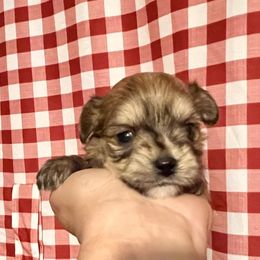 Maltese, Morkie, and Yorkshire Terrier Puppies from California AKC Maltese & Yorkies