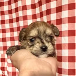 Maltese, Morkie, and Yorkshire Terrier Puppies from California AKC Maltese & Yorkies