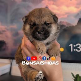 NEMO - Red male Shiba Inu puppy in Minnesota from BonsaiShibas