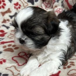 Shih Tzus from Marni's Shih Tzu Puppies