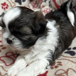 Shih Tzus from Marni's Shih Tzu Puppies