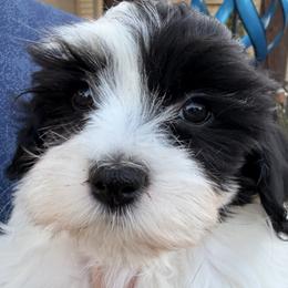 Havanese puppies from Havanese Happiness