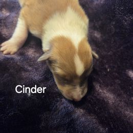 Cinder - Sable merle male Collie puppy in Lafayette, Indiana from Katrina's Collies
