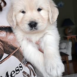 Boy 1 - Light golden male Golden Retriever puppy in Chehalis, Washington from Tradition Golden Retrievers