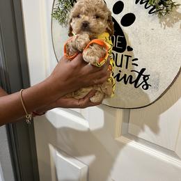 Bernedoodle, Cavapoo, and Cockapoo Puppies from Doodley doodles