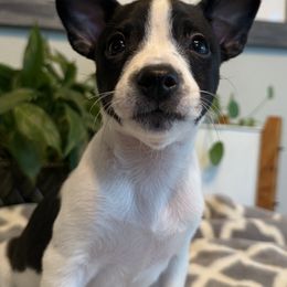 Lucian - White and black male American Hairless Terrier puppy in Visalia, California from OakSahara