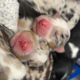 Mai tai - Blue merle female Australian Shepherd puppy in Fredericksburg, Virginia from Cooper Ridge Aussies