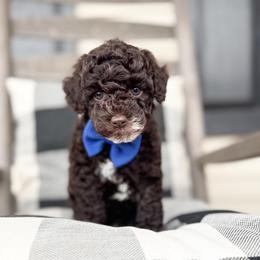 Ace - Chocolate male Goldendoodle puppy in Anderson, South Carolina from Brinkerhoff Doodle Farm