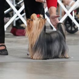 Yorkshire Terriers from Kelshire Yorkies