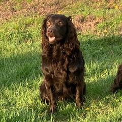 Boykin Spaniels from Five-Springs-Kennels