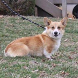 Sammy - Pembroke Welsh Corgi