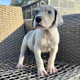 Jace - Blue and white male Great Dane puppy in Florida from Beachside Kennels