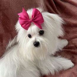 Gracie - Maltese