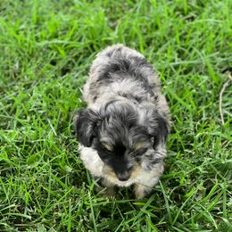 Aussiedoodle Puppies from Backyard Doodles