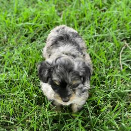 Aussiedoodle Puppies from Backyard Doodles