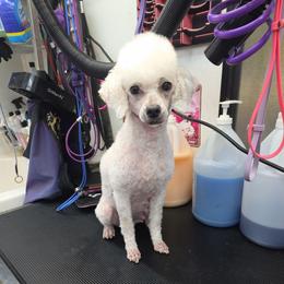 Mocha - Poodle