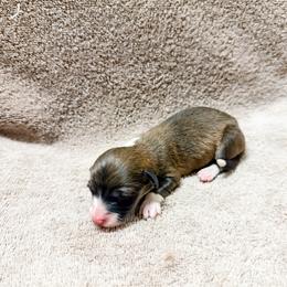 Skittles (Fluffy) - Sable female Pembroke Welsh Corgi puppy in Phelan, California from Desert Sunset Pembroke Welsh Corgis