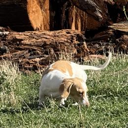 Rooster - Dachshund