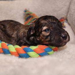 Twister - Sable male Poodle puppy in Harrisonville, Missouri from Kurly Q Poodles