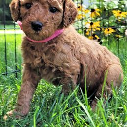 Poodle Puppies from Elite Standard Poodle