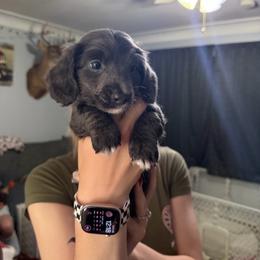 Eros Full AKC Boy 1 - Gray (blue) male Dachshund puppy in Erie, Michigan from Champagne’s Grinch Toe’d Dachshunds