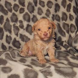 TITAN - Cream male Poodle puppy in Palmdale, California from J Designer Puppies