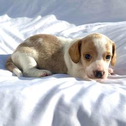 Red - Dapple male Dachshund puppy in Silver Springs, Florida from DeMarsh's Dachshunds