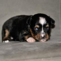 Charlotte - Black tri female Toy Australian Shepherd puppy in Bixby, Oklahoma from Roeboat Aussies