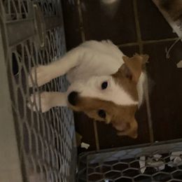 Lady Elana (Lani) - White and tan female Russell Terrier puppy in Missouri from Royal Russells Ranch