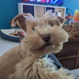 Rusti - Miniature Schnauzer