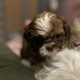 Patty - Red and white male Shih Tzu puppy in Statesboro, Georgia from Magnolia Small Breeds