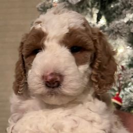 Boy 3 - Parti Poodle puppy in Sherman, Texas from Ruth’s Poodles