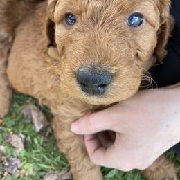 Goldendoodle Puppies from Golden Light Doodles