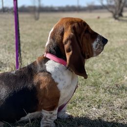 Ravenna - Basset Hound