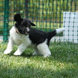 Schapendoes Puppies from Dream Star Schapendoes