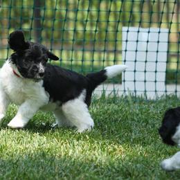 Schapendoes Puppies from Dream Star Schapendoes