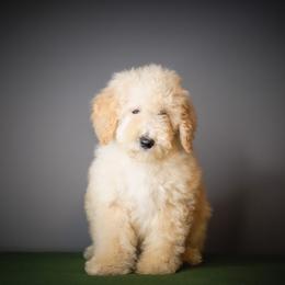 Hunter - Red male Bernedoodle puppy in Caldwell, Idaho from Boise Doodle Co.
