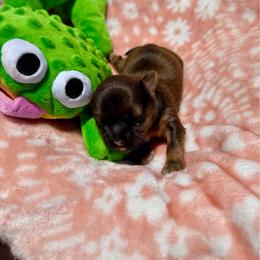 Boo - Brown female Shichon puppy in Bushnell, Florida from Diamond Belle Puppies, LLC