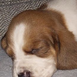 Basset Hounds and Chihuahuas from Hound Ridge Meadows