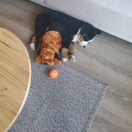Bernese Mountain Dog Puppies from Lonesome Pine Farm