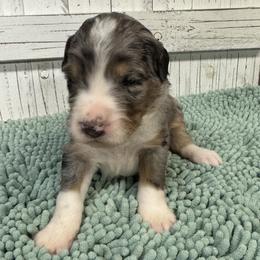 Blue Collar Boy 3000 - Merle male Bernedoodle puppy in Alvin, Texas from JP Southern Doodles