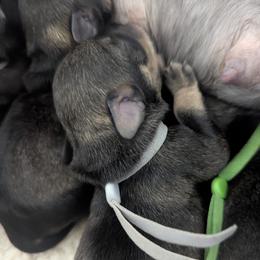 Grey Collar - Salt and pepper male Miniature Schnauzer puppy in Peoria, Arizona from Hall Miniature Schnauzers