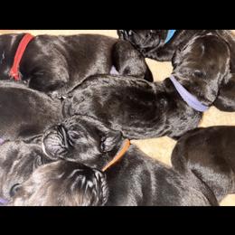 Girl 1 - Black female Cane Corso puppy in Douglasville, Georgia from Palazzo Cane Corso