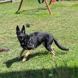 German Shepherds from Antler Ranch German Shepherd Dogs