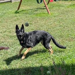 German Shepherds from Antler Ranch German Shepherd Dogs