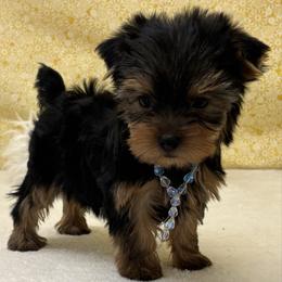 Mia - Blue and gold female Yorkshire Terrier puppy in Monticello, Iowa from Ashley’s Puppies